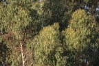 IMG 6482 (Large)