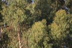 IMG 6481 (Large)